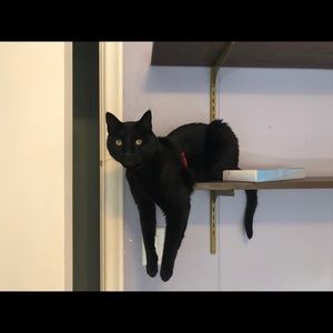 Meet your Posher, Rosie